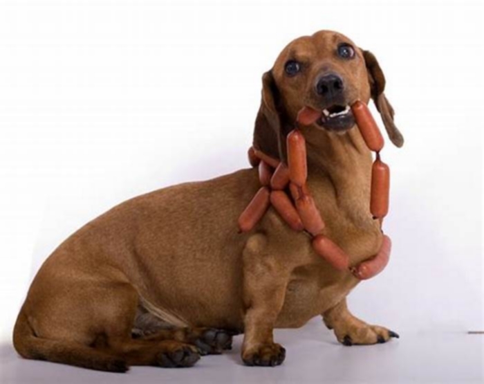 Dachshund Obesity Tips for a Successful Weight Loss Journey