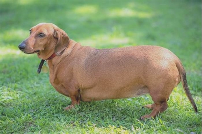 Dachshund Obesity in Senior Dogs Special Considerations