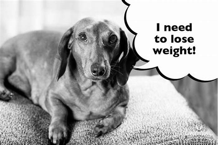 Dachshund Weight Loss A Comprehensive Guide