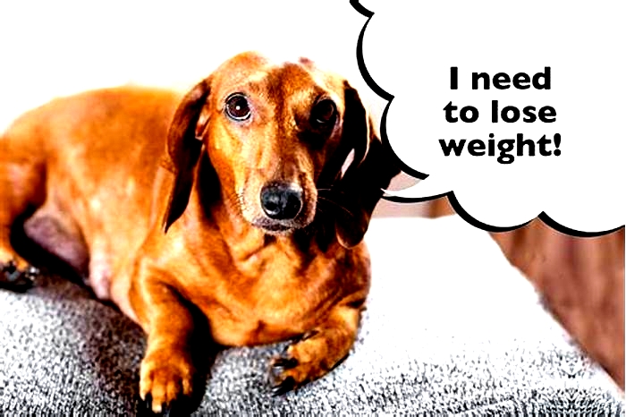 Dachshund Weight Loss Challenges How to Stay Motivated