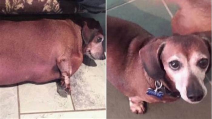 Dachshund Weight Loss Challenges Overcoming Plateaus