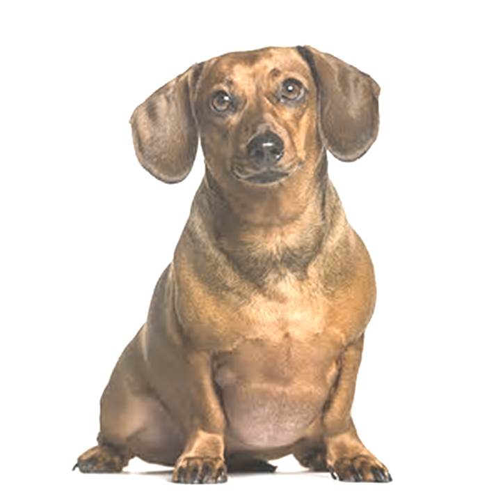 Dachshund Weight Loss Creating a Customized Plan for Your Pet