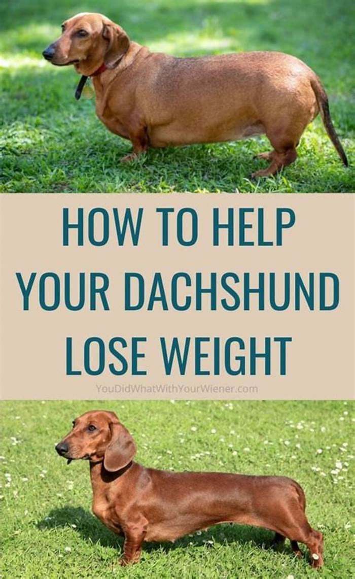 Dachshund Weight Loss Diets What Works Best