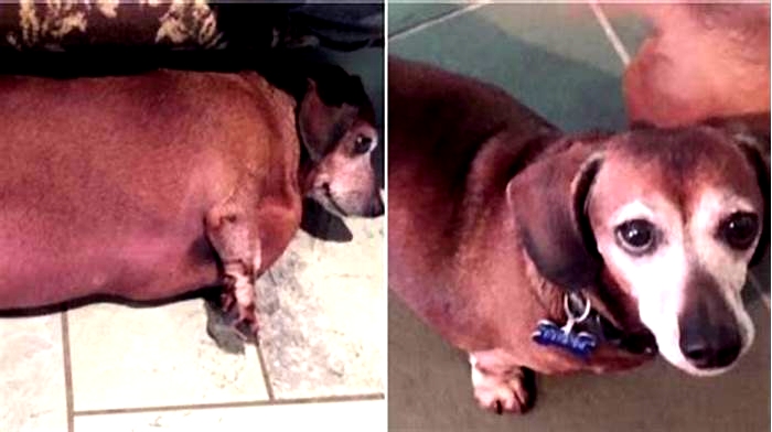 Dachshund Weight Loss Success Stories Inspiration for Owners