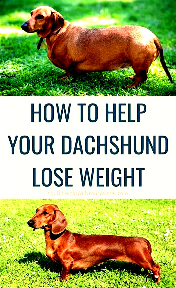 Dachshund Weight Loss Supplements: Do They Work?