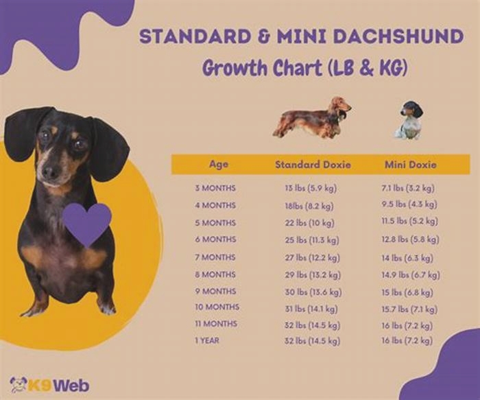 Dachshund Weight Management A Step by Step Guide