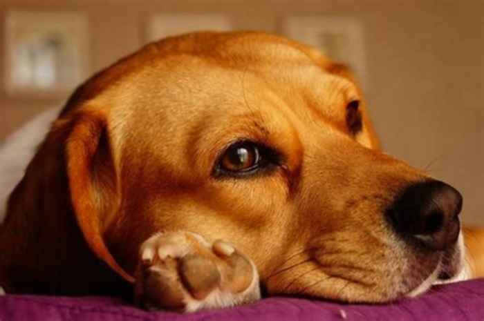 Do Beagles get sick often?