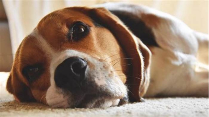 Do Beagles have stomach problems