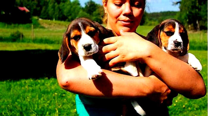 Do Beagles like to cuddle?