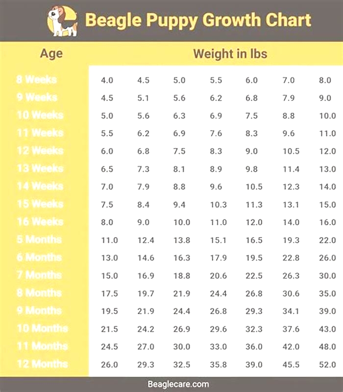 Do Beagles lose weight as they age?