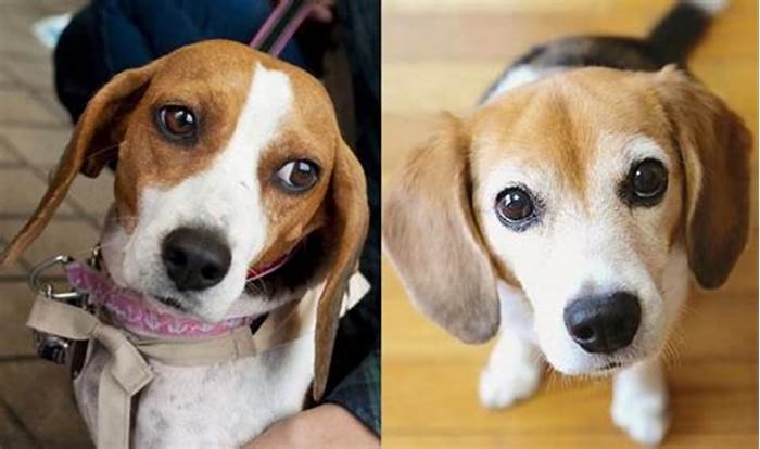 Do Beagles only bond with one person?