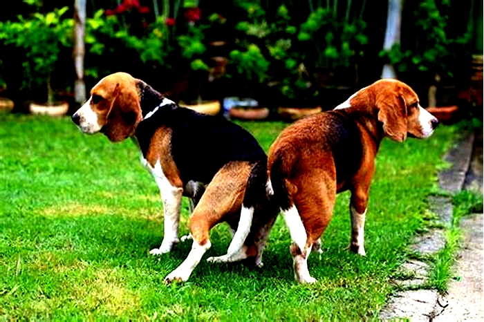 Do Beagles tend to overeat?