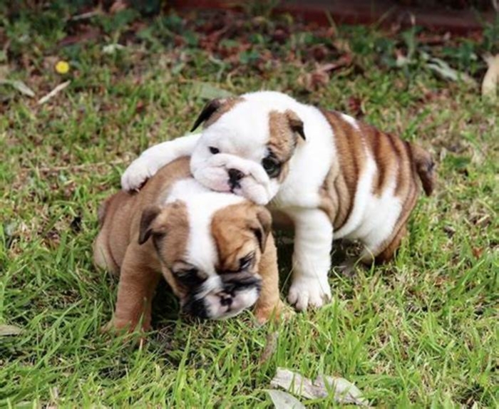 Do Bulldogs like hugs?