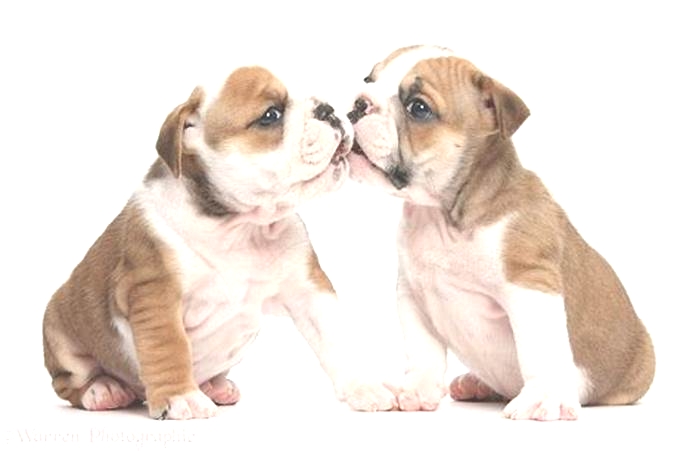 Do Bulldogs like to be kissed?