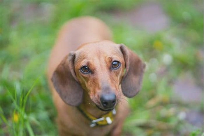 Do Dachshunds have a big appetite?