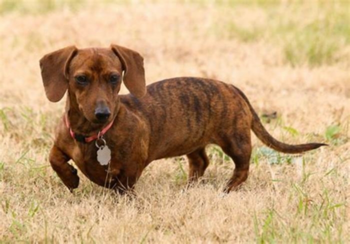 Do Dachshunds like the dark?