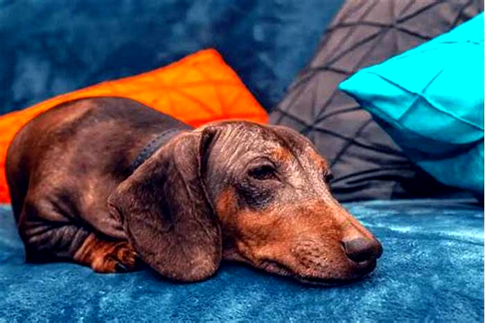 Do Dachshunds sleep a lot