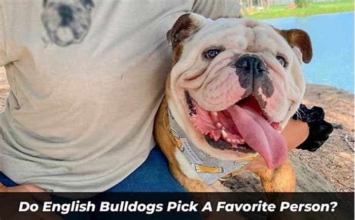 Do English Bulldogs pick a favorite person