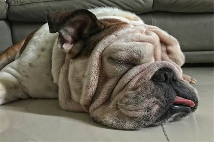 Do English bulldogs smell?