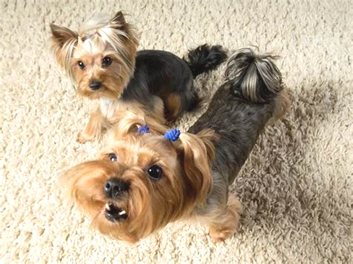 Do Yorkies bark a lot?