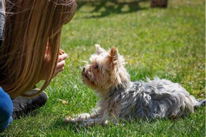 Do Yorkies bond with one person?