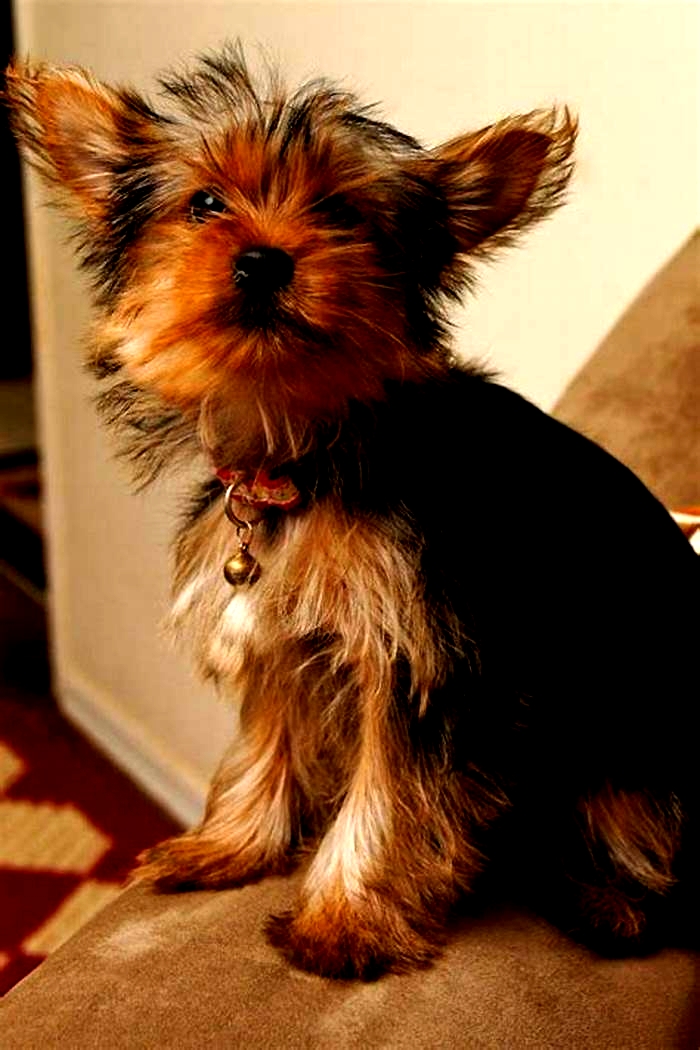 Do Yorkies have health problems?