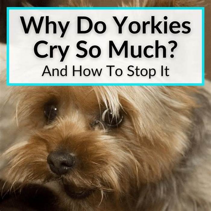 Do Yorkies know when you re sad