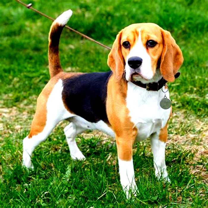 Do beagles have ADHD