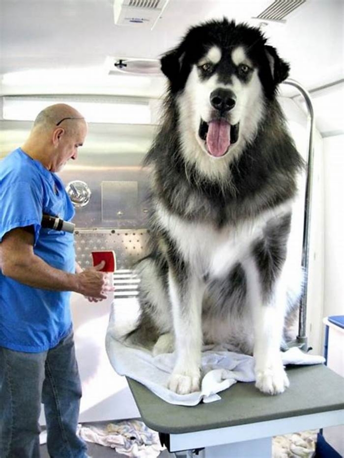 Do big dogs realize how big they are