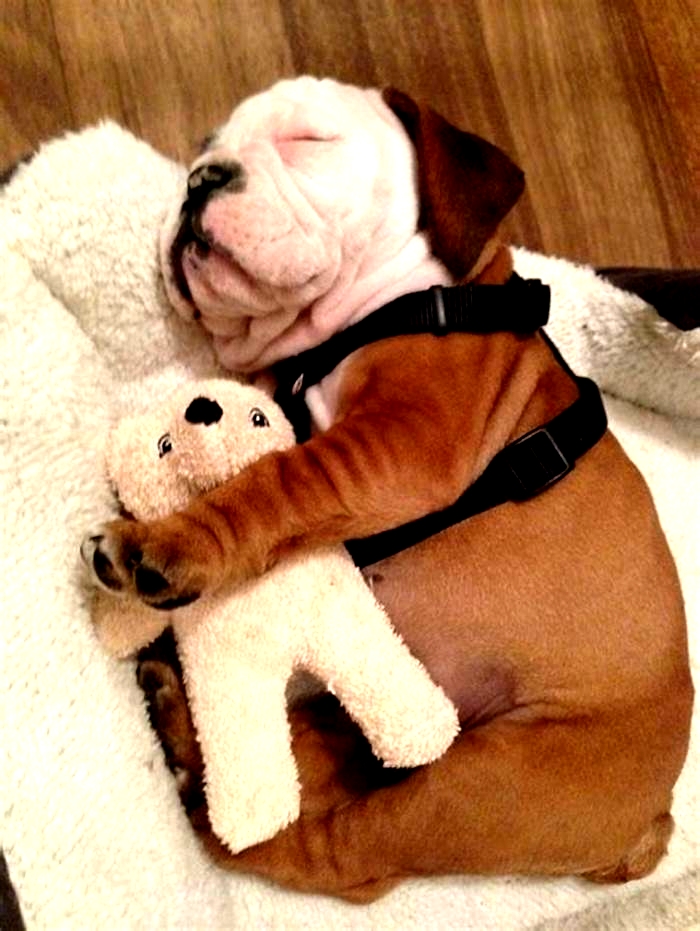 Do bulldogs like to cuddle