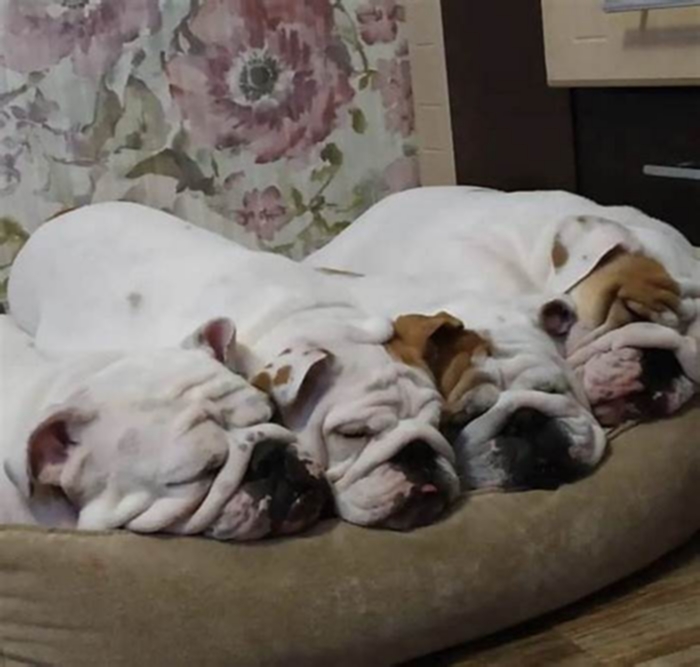 Do bulldogs like to sleep a lot?