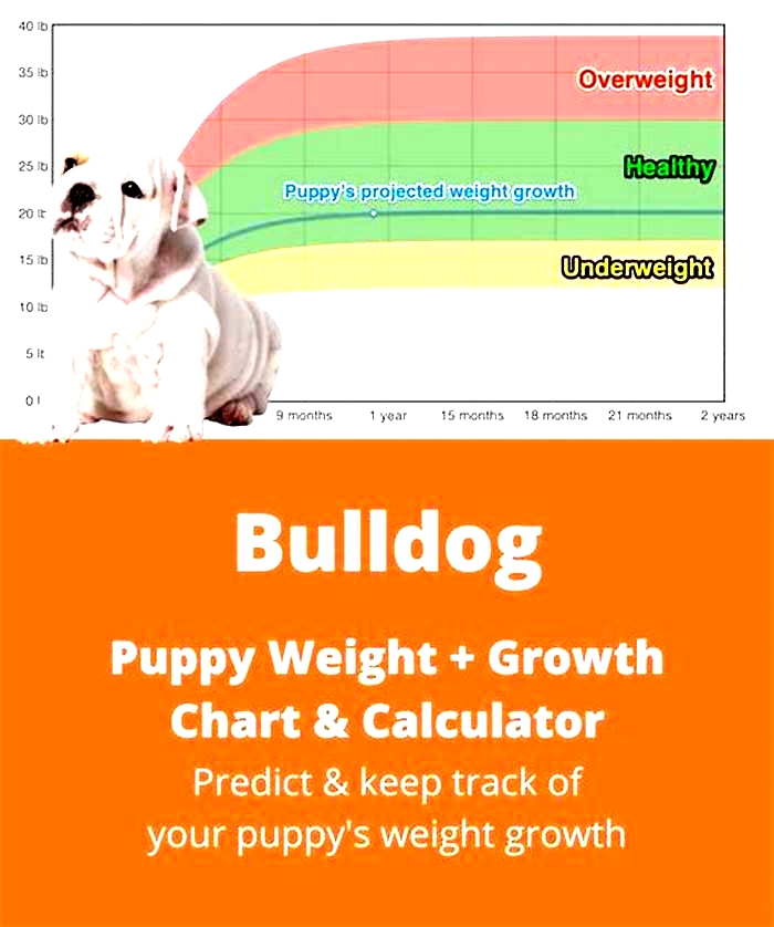 Do bulldogs lose weight as they age?