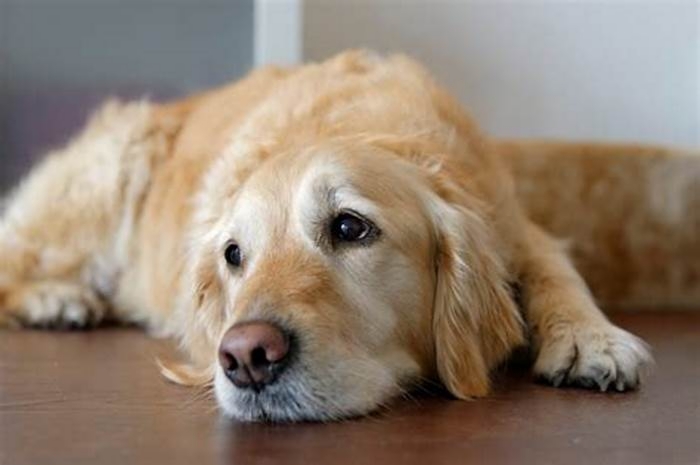 Do dogs cry at the end of life?