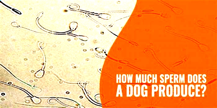 Do dogs get precum?