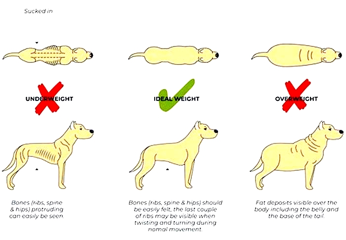 Do dogs lose fat fast?