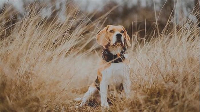 Do female Beagles bark a lot