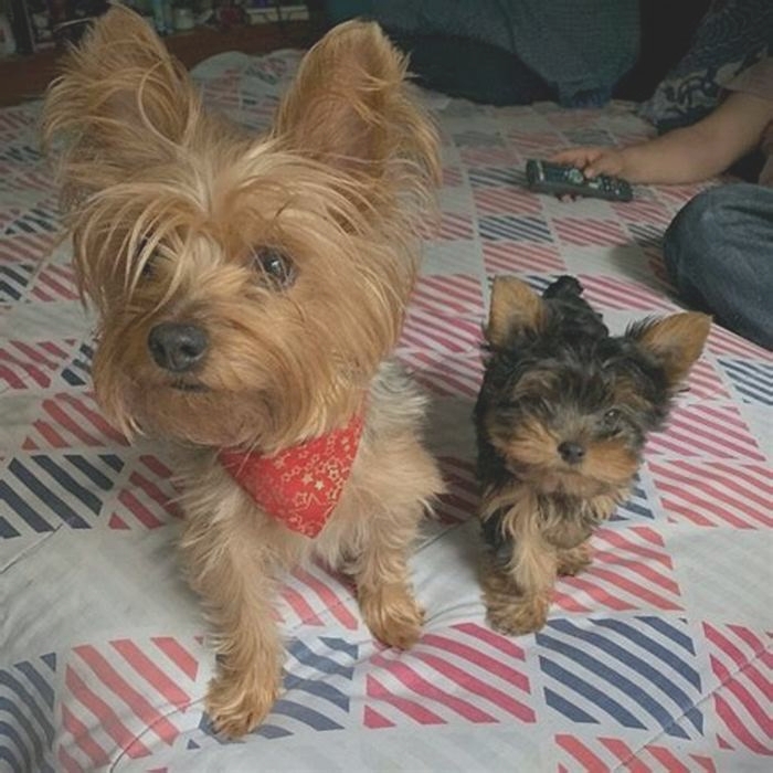 Do male or female Yorkies live longer?