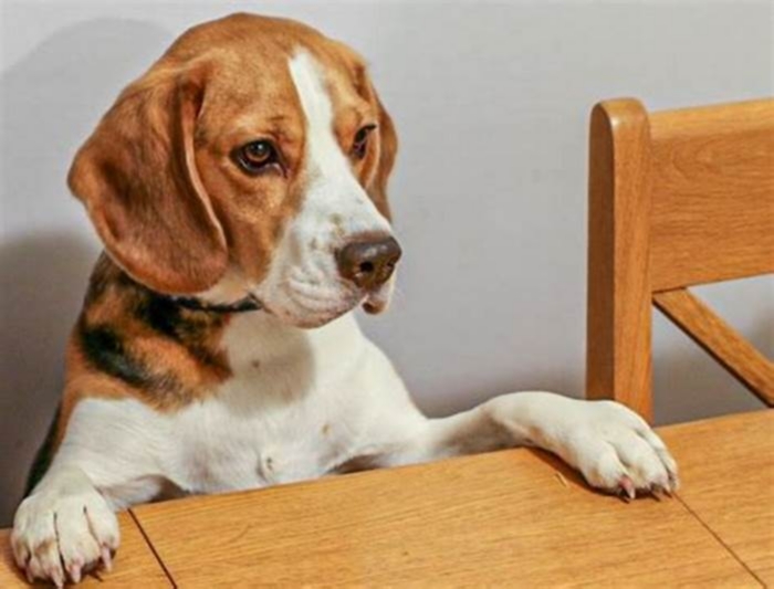 Feeding Your Beagle Finding the Right Balance for Weight Management