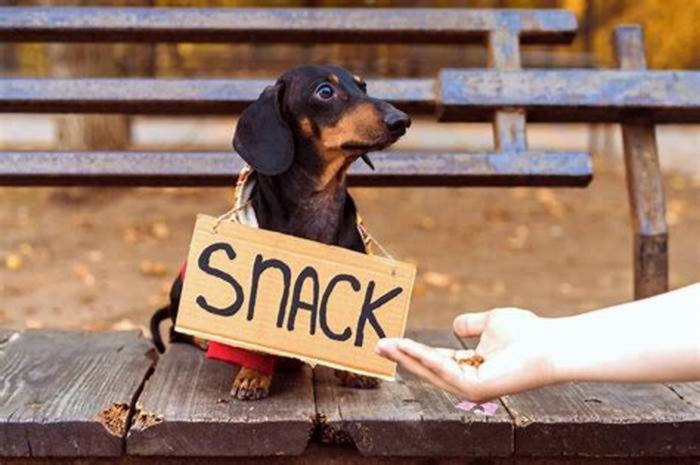 Feeding Your Dachshund Finding the Right Balance