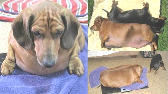 How big is the biggest dachshund?