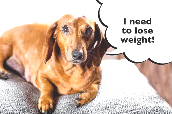 How can I get my dachshund to lose weight?