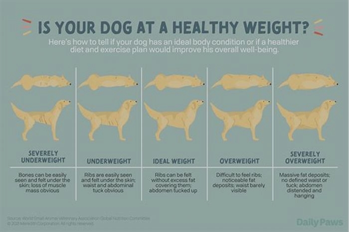 How can I get my dog to drop weight?