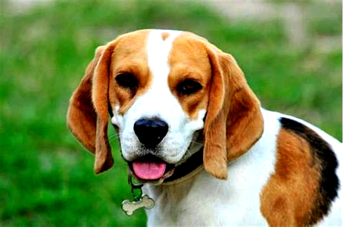 How can you tell a good quality Beagle