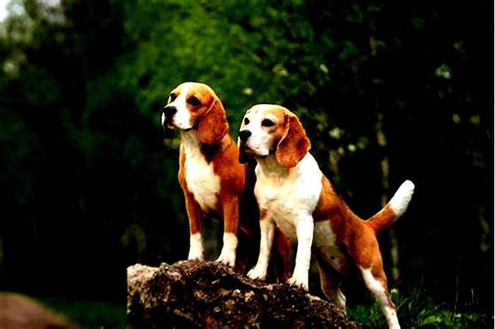 How can you tell if a Beagle is purebred