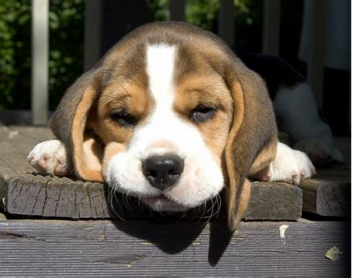 How can you tell if a Beagle is unhappy?