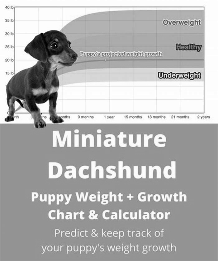 How do I bulk up my dachshund?