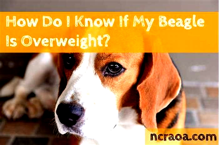 How do I know if my Beagle is overweight?