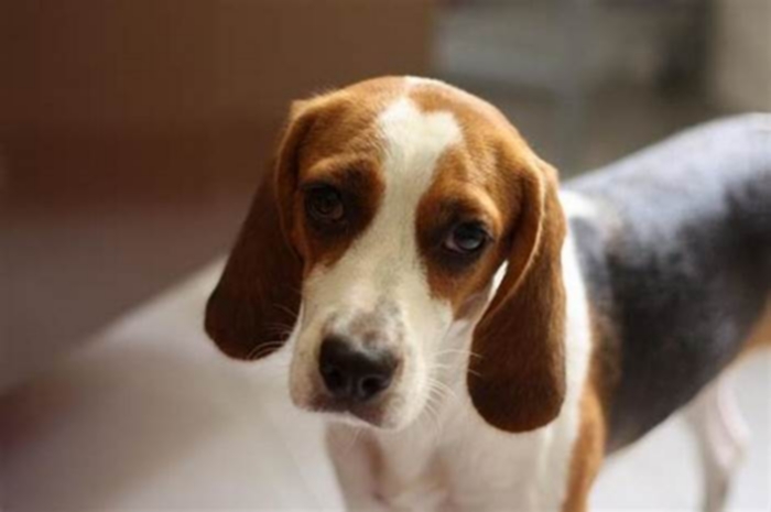 How do I know if my Beagle is sad?