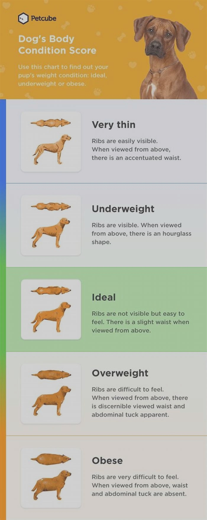 How do I know if my dog is obese?