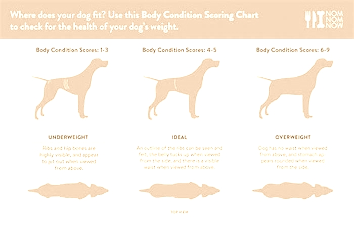 How do I know if my dog is too fat?